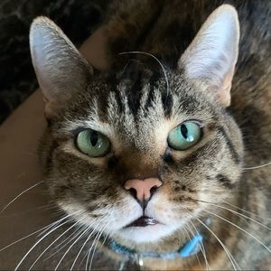 Meet your Posher, Dawnetra